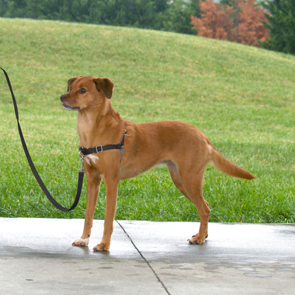 Easy Walk  Harness