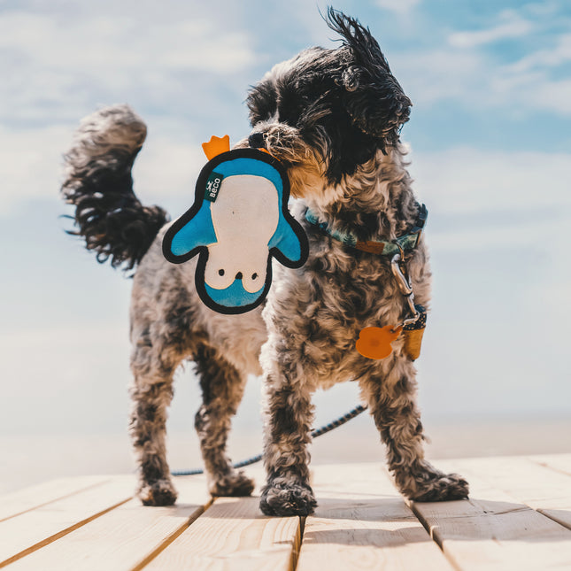 Rough & Tough Pinguin - Small