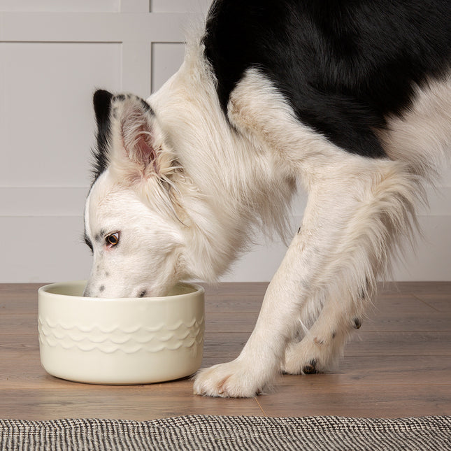 Icon Pet Drink Bowl