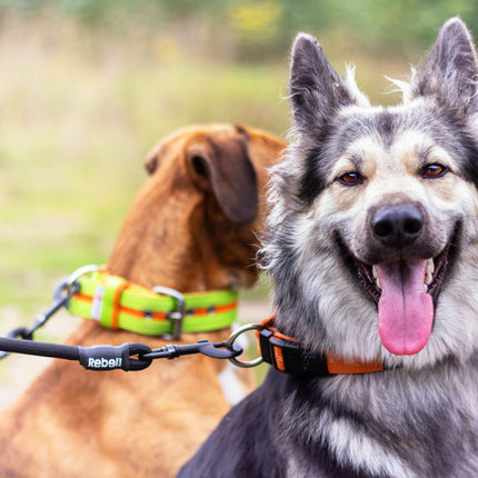 Adjustable Double Dog Leash