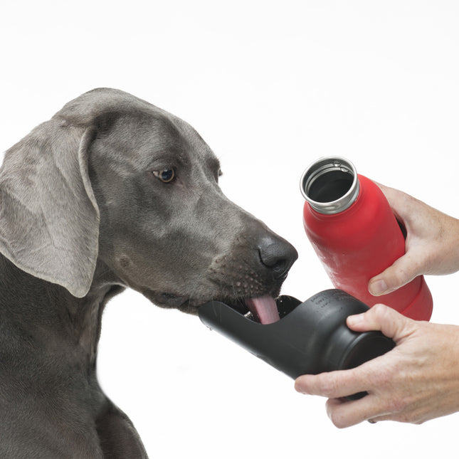 H2O Insulated Water Bottle