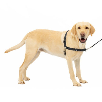 Easy Walk  Harness