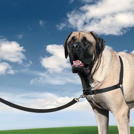 Easy Walk  Harness