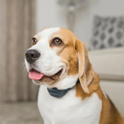 Audible Bark Collar