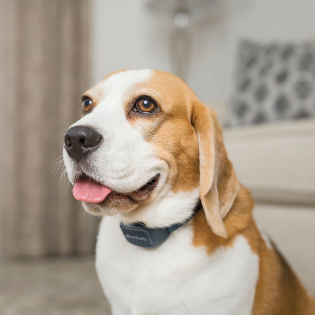 Audible Bark Collar