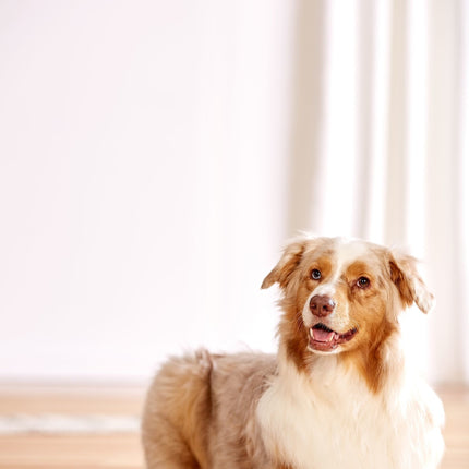 Dog Brick