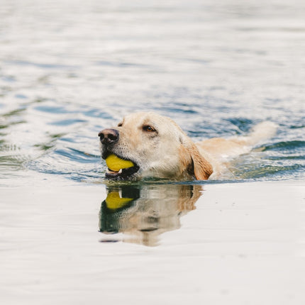 Zogoflex Echo Boundr