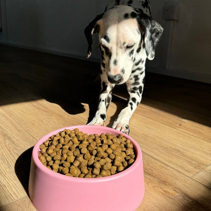 Steady Dog Bowl