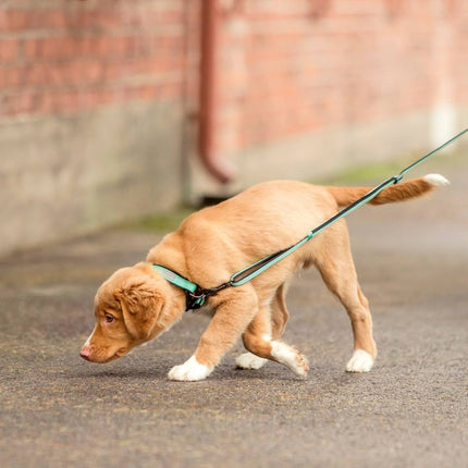 Solid Leash