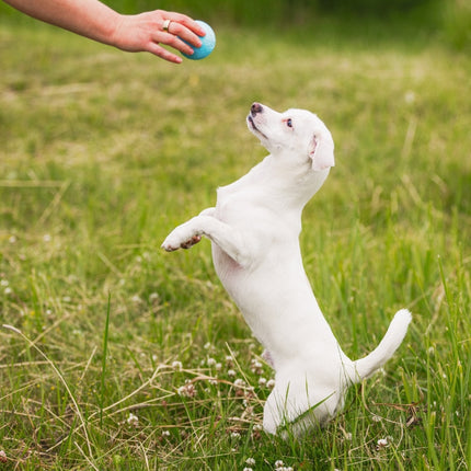 Zogoflex Echo Boundr
