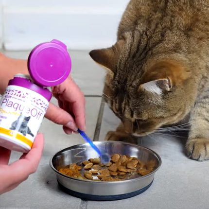 PlaqueOff Poeder voor Katten