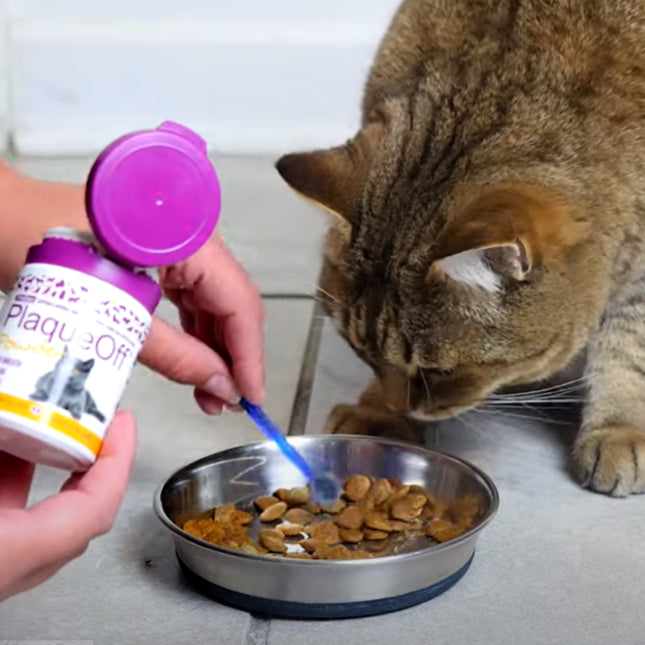 PlaqueOff Poeder voor Katten