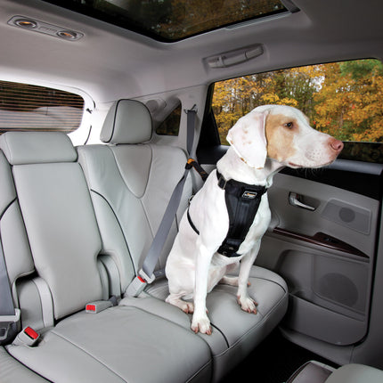 Dog Seatbelt Loop
