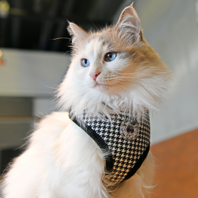 Catspia Cat Harness