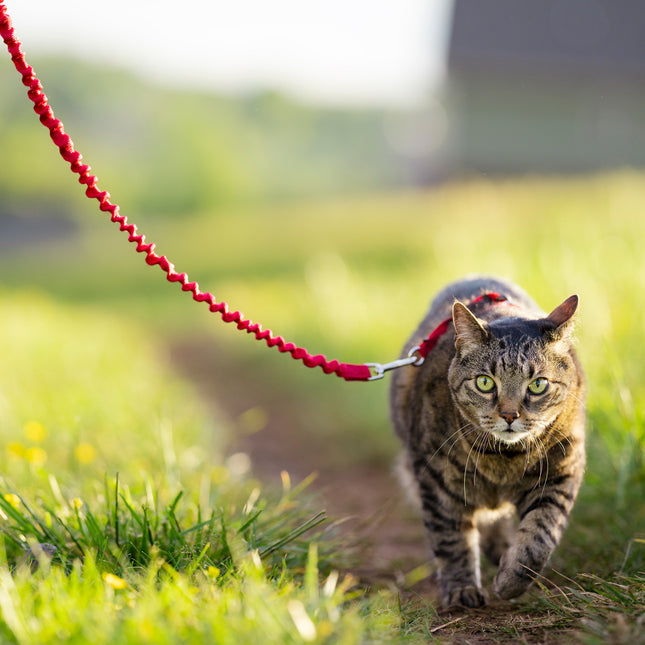 Easy Walk Cat Harness with Bungee Leash