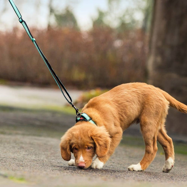 Solid Leash
