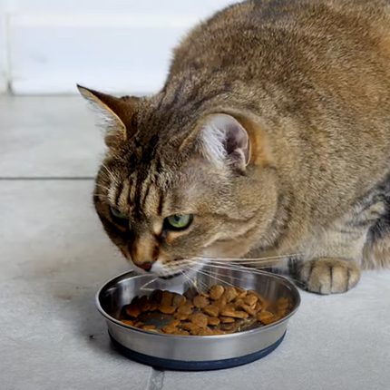 PlaqueOff Poeder voor Katten