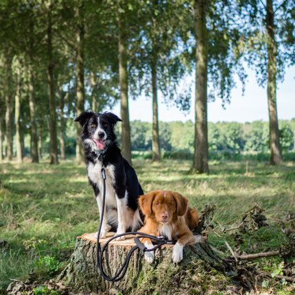 Adjustable Double Dog Leash