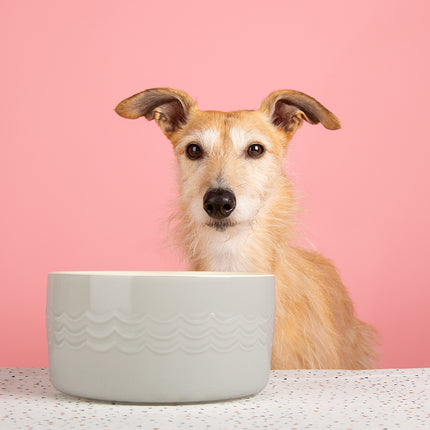Icon Pet Drink Bowl