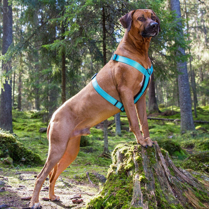 Form Harness