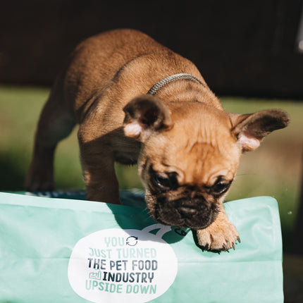 Insect-based Dry Food - Puppy