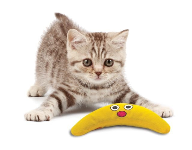 Catnip Boomerang Buddy