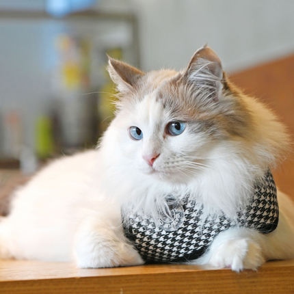 Catspia Cat Harness