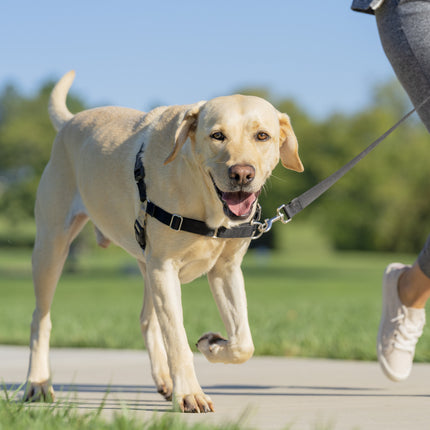 Easy Walk  Harness