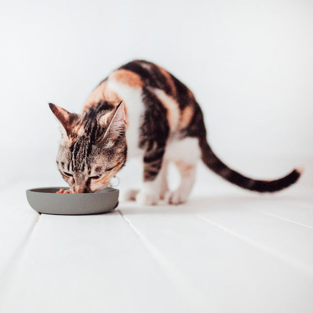 BAMBOO Voerbak voor Katten