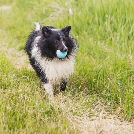 Zogoflex Echo Boundr