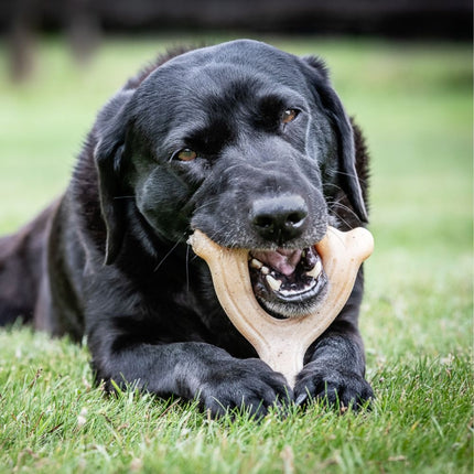 Extreme Chew Wishbone