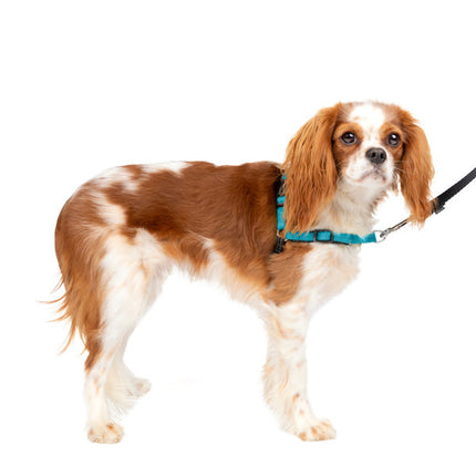 Easy Walk Deluxe Harness