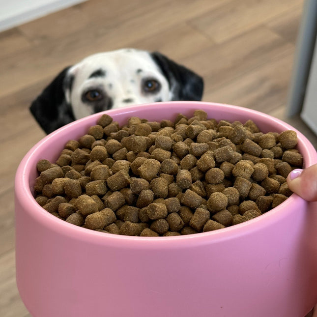 Steady Dog Bowl