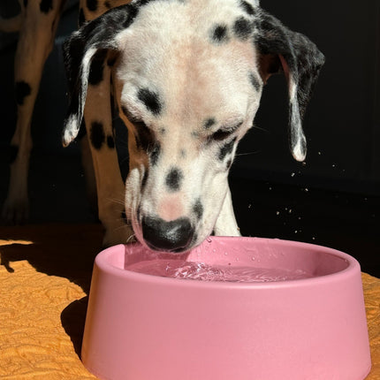 Steady Dog Bowl