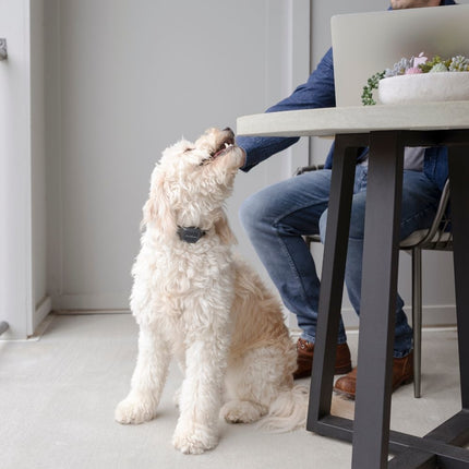 Audible Bark Collar