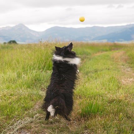 Zogoflex Echo Boundr