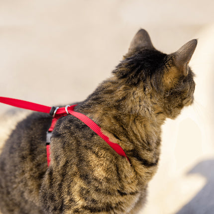 Easy Walk Cat Harness with Bungee Leash