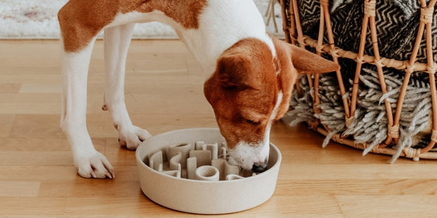 slowfeeder_blog